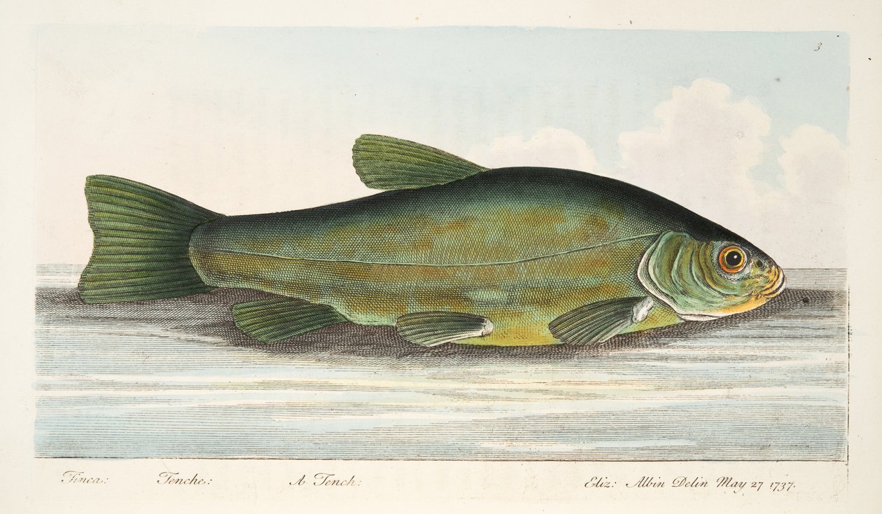 The Tench，来自鱼类和鱼塘的论文，酒吧。 1832年（手工彩色雕刻） 作者 以利亚撒·阿尔宾
