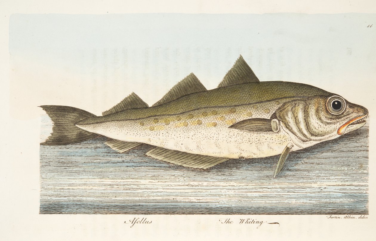 Whiting，来自鱼类和鱼塘的论文，酒吧。 1832年（手工彩色雕刻） 作者 以利亚撒·阿尔宾
