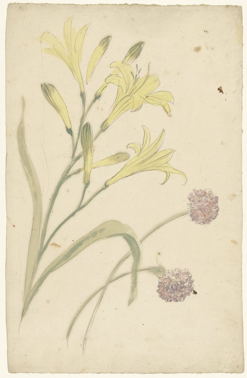 黄色百合和开花洋葱的花卉研究 作者 埃利亚斯·范奈梅亨