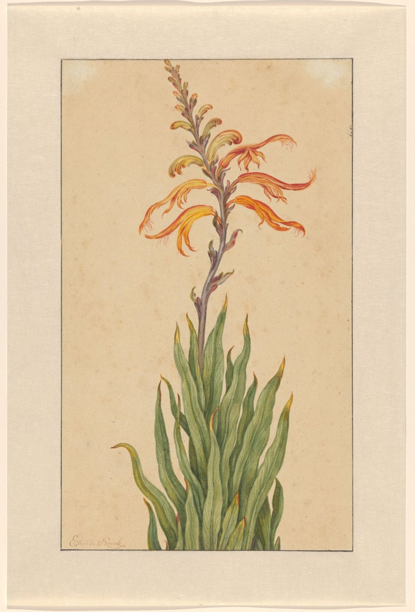 莽草 作者 Elias van den Broeck（艺术家签名）