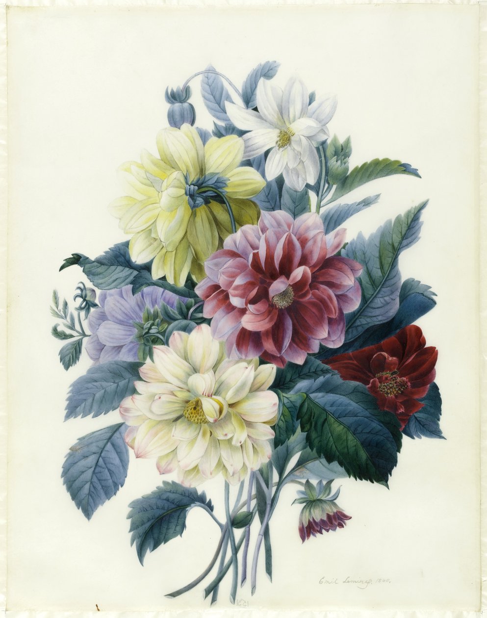 混合大丽花，1840年（wc和羊皮纸上的bodycolour） 作者 艾丽莎·埃米莉·莱米尔