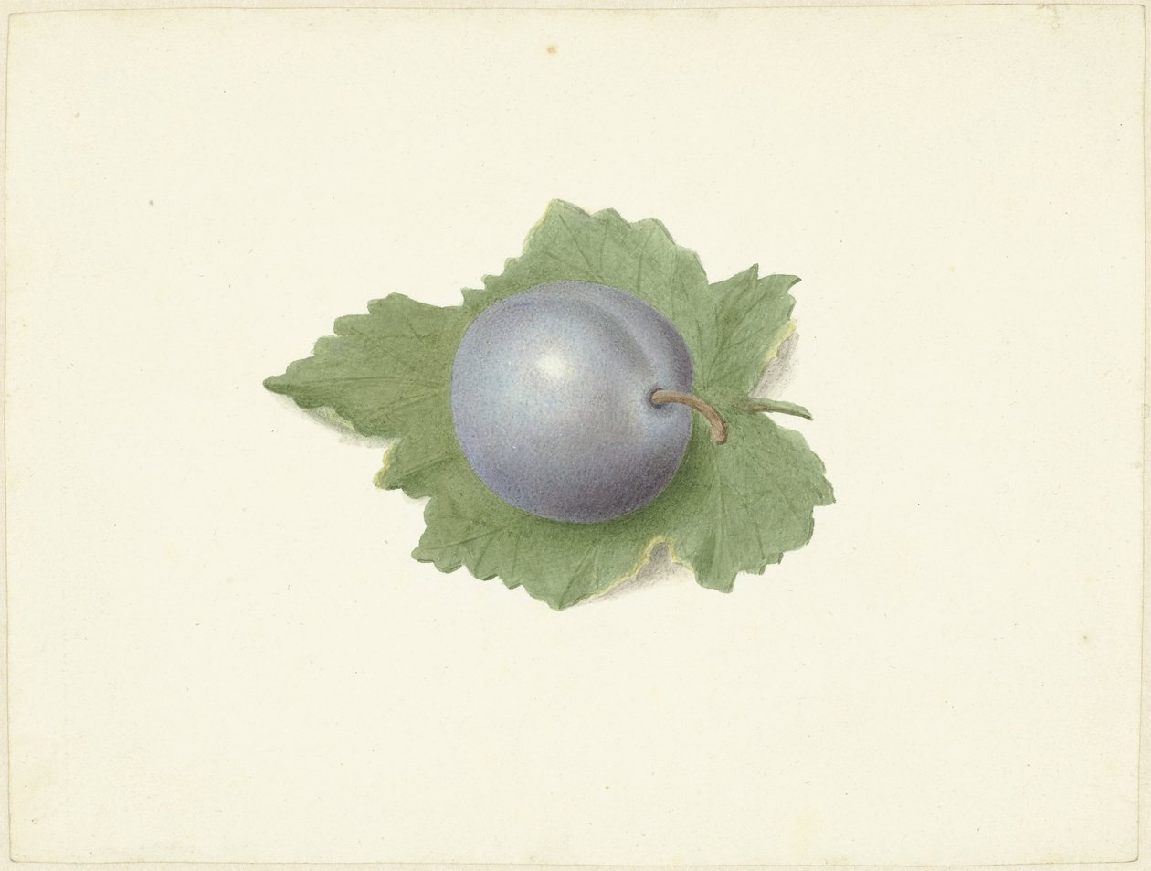 叶上梅花 作者 Elisabeth Geertruida van de Kasteele