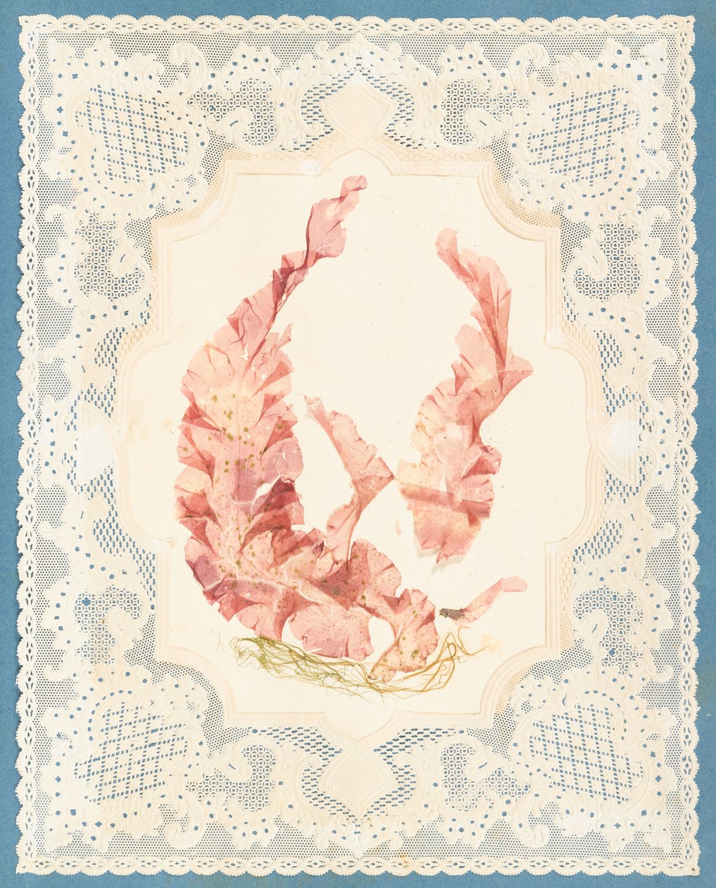 海藻 作者 伊丽莎·乔德森