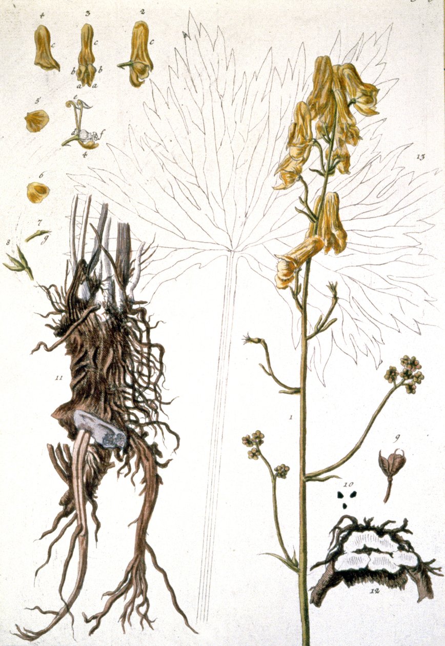 L&39;Aconit Tue Loup Wolfsbane，1737 作者 伊丽莎白布莱克威尔