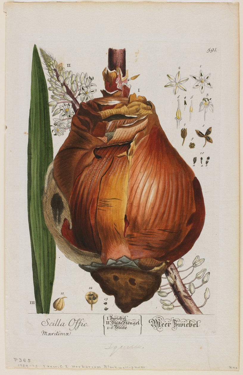 Scilla Offic，1757-73（手工色和混合凹版） 作者 伊丽莎白布莱克威尔