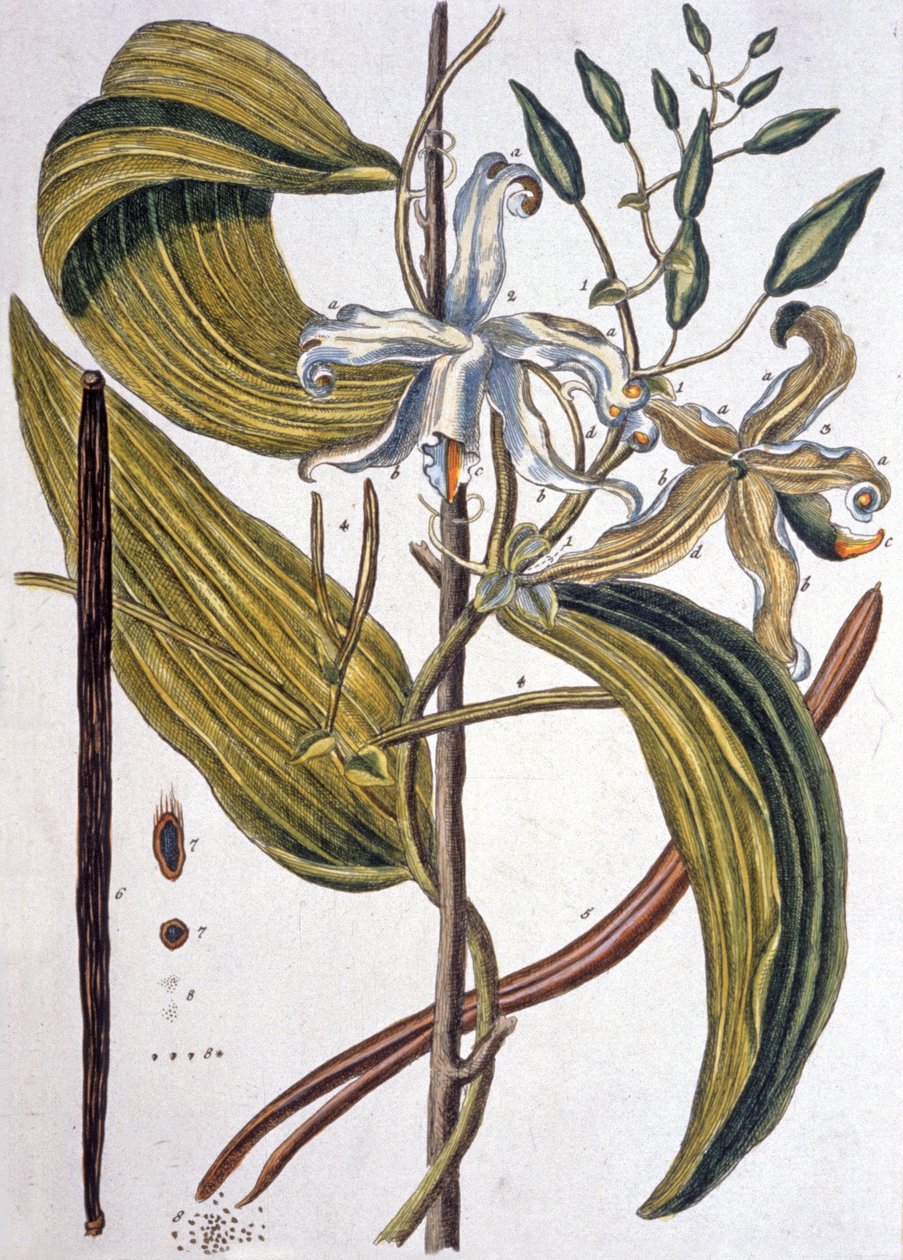 香草豆1737 作者 伊丽莎白布莱克威尔