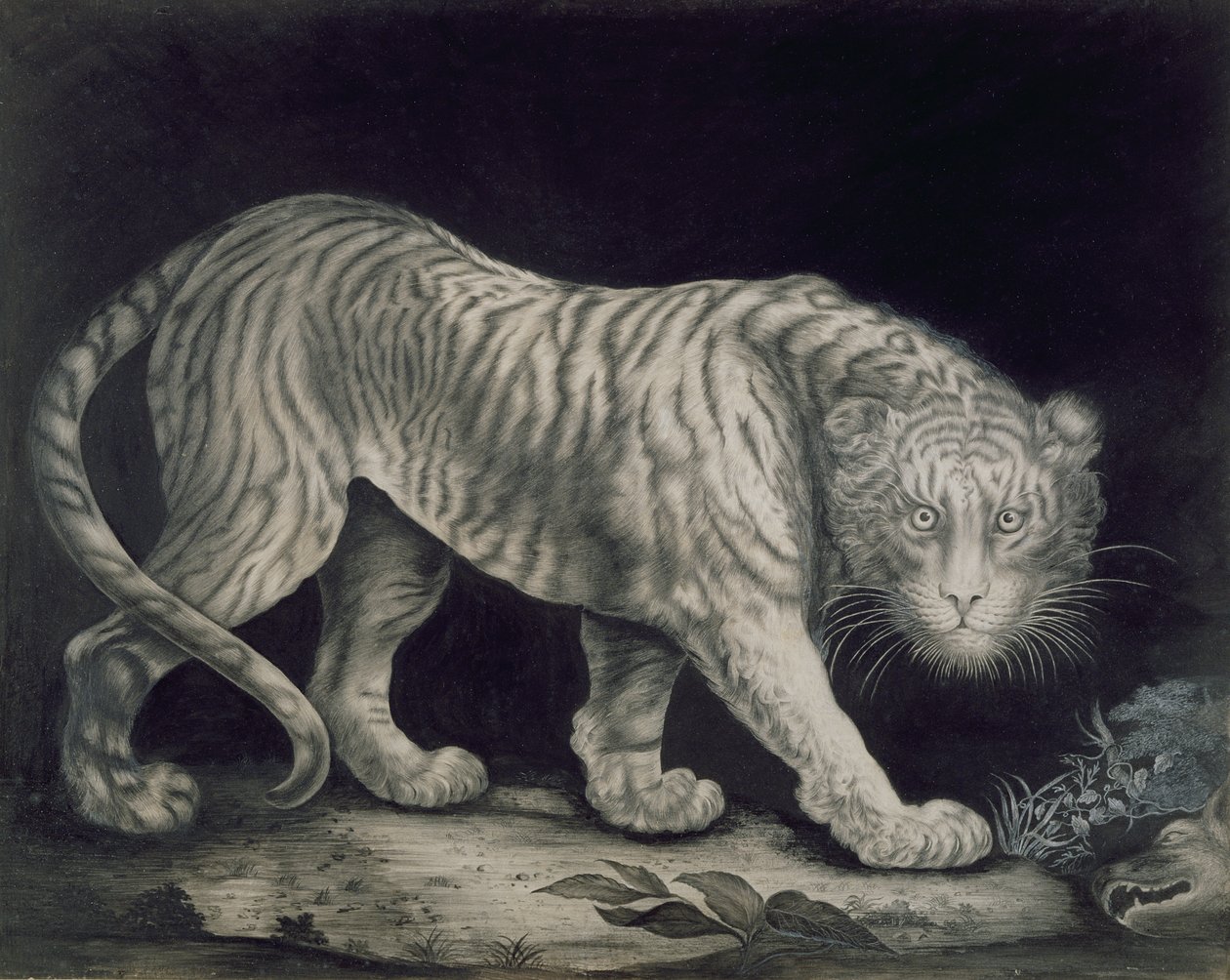 徘徊的老虎 作者 伊丽莎白·普林格（Elizabeth Pringle）