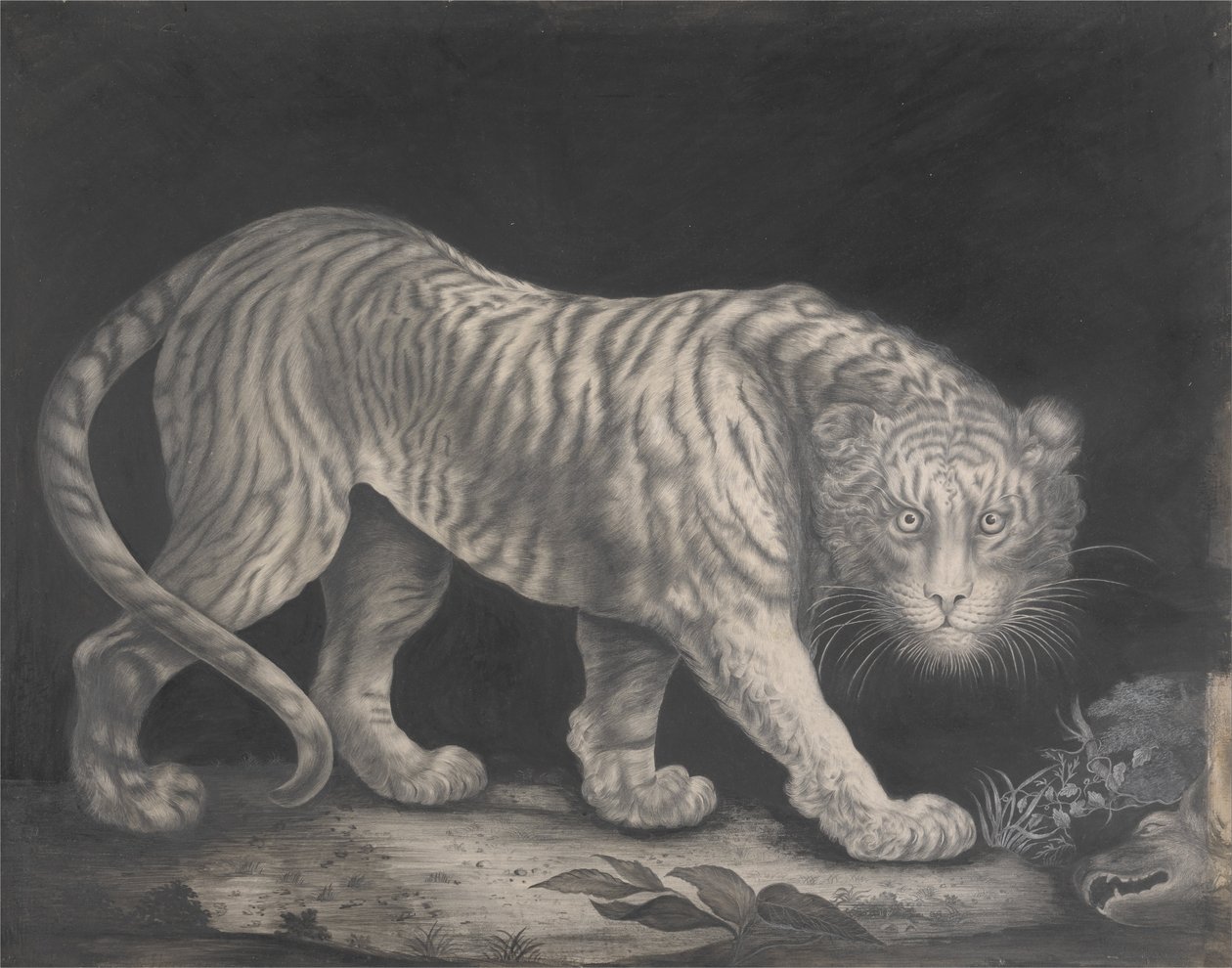 徘徊的老虎 作者 伊丽莎白·普林格（Elizabeth Pringle）