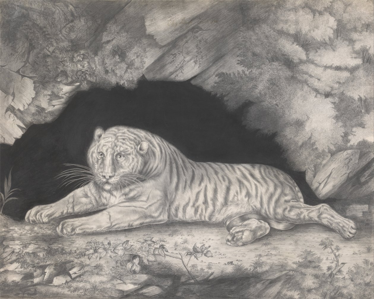 一只老虎躺在洞穴的入口处 作者 伊丽莎白·普林格（Elizabeth Pringle）