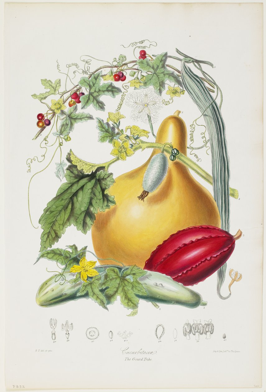 葫芦科，葫芦科，植物自然命令插图，1849-55（手工彩色光刻） 作者 伊丽莎白·唐宁（Elizabeth Twining）