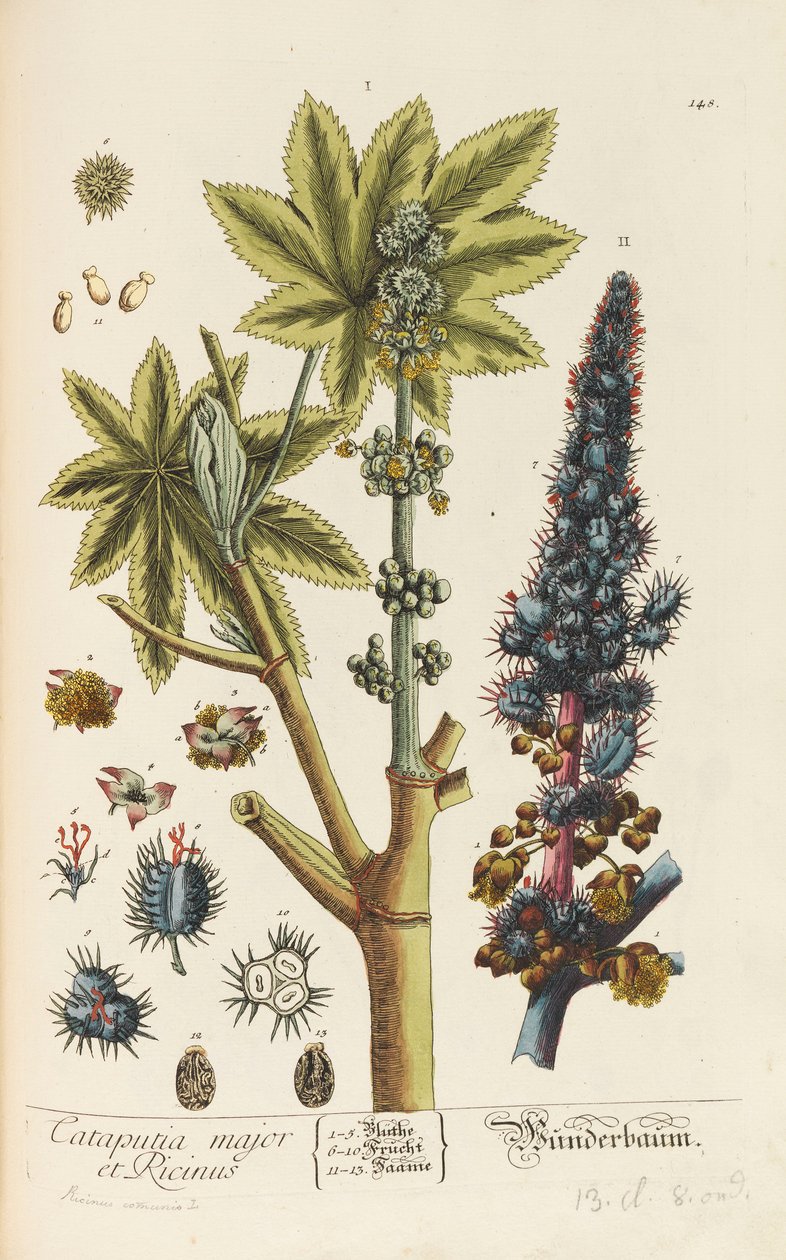 Herbarium Blackwellianum emendatum et auctum, 1754-1773. 作者 伊丽莎白·布莱克莉·布莱克威尔
