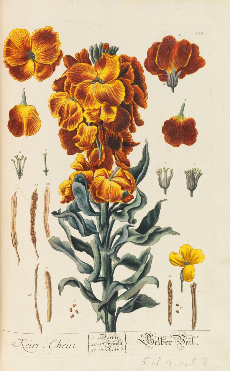 Herbarium Blackwellianum emendatum et auctum, 1754-1773. 作者 伊丽莎白·布莱克莉·布莱克威尔