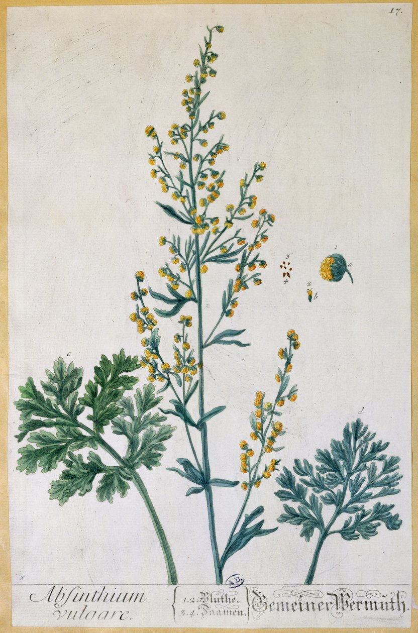 苦艾酒，来自&39;Herbarium Blackwellianum&39;的艺术家，1757年（彩色版画） 作者 伊丽莎白布莱克威尔