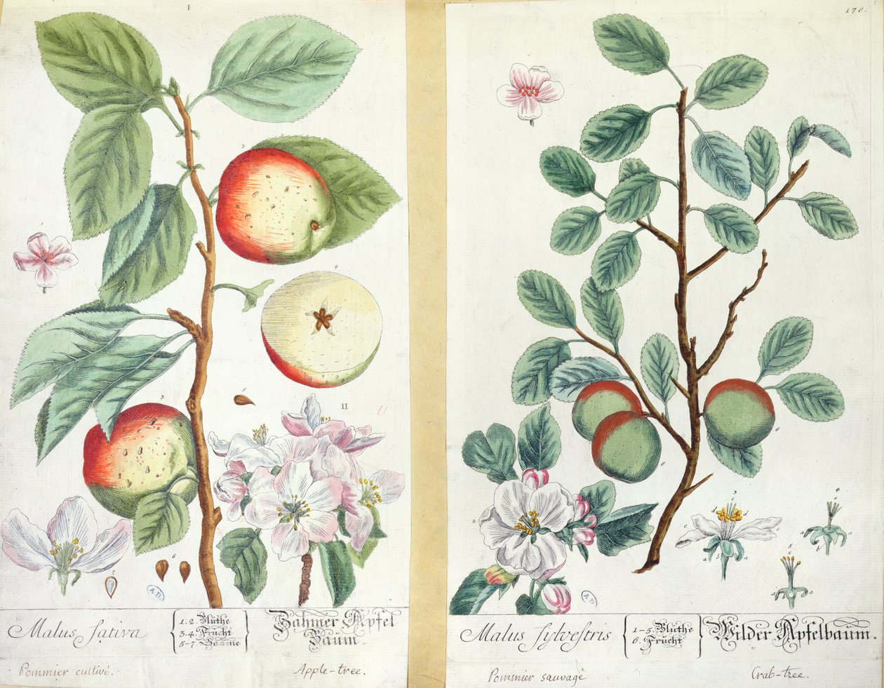 苹果，Malus Sativa和Malus Sylvestris，来自&39;Herbarium Blackwellianum&39;，1757 作者 伊丽莎白布莱克威尔