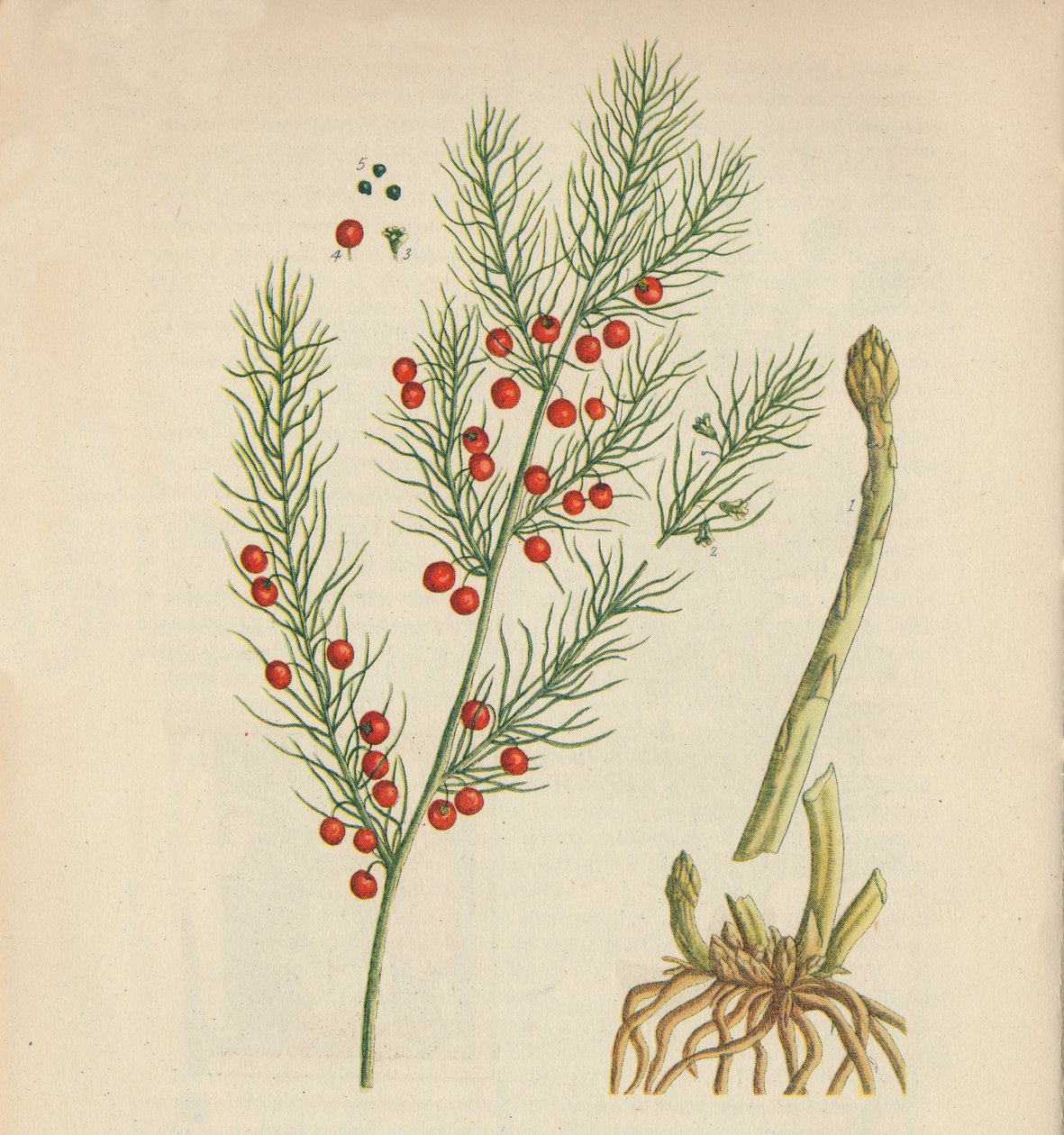 芦笋，1947年 作者 伊丽莎白布莱克威尔