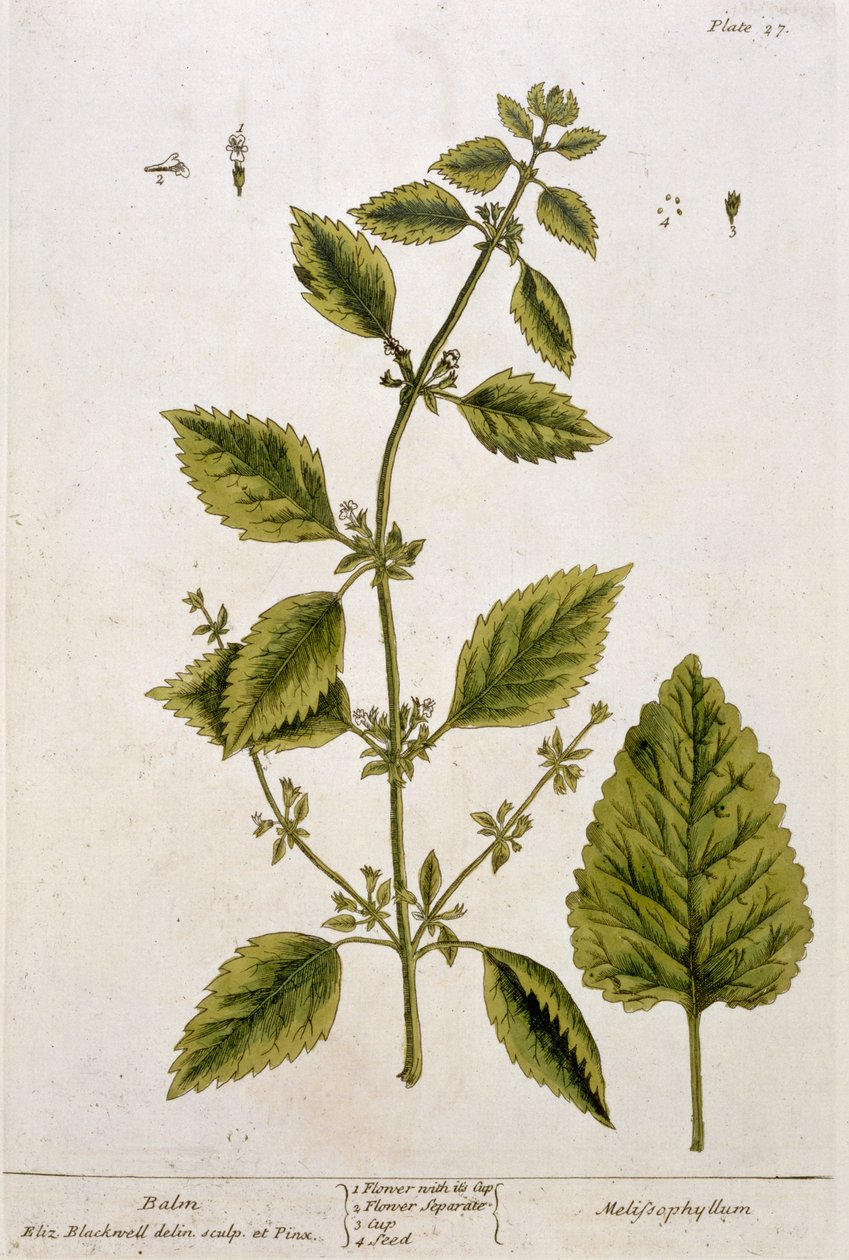 Balm，27号来自&39;A Curious Herbal&39;，1782年出版（彩色版画） 作者 伊丽莎白布莱克威尔