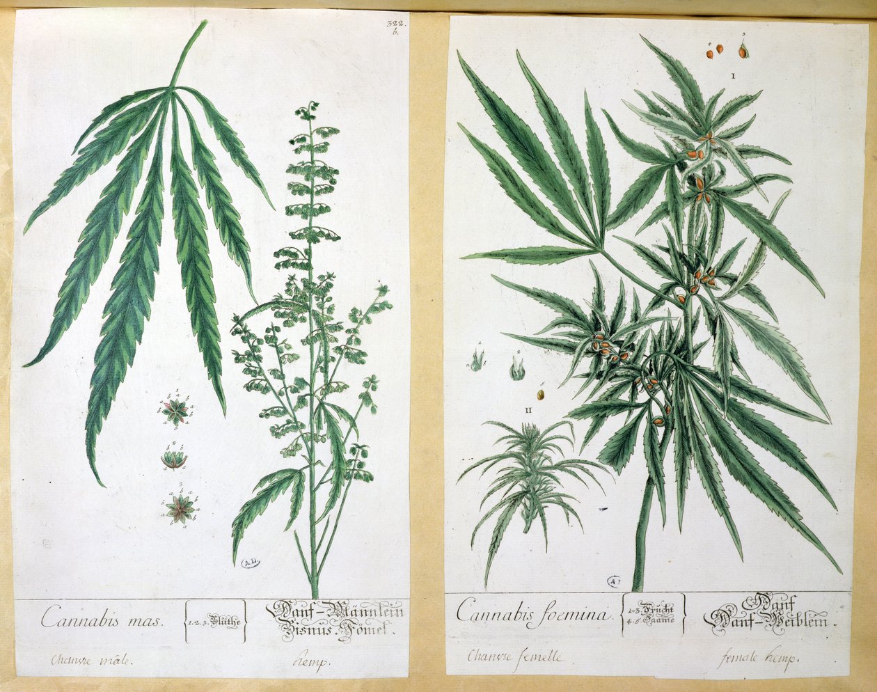 大麻mas和大麻foemina，来自&39;Herbarium Blackwellianum&39;，1757年（笔和墨水和纸上的wc） 作者 伊丽莎白布莱克威尔