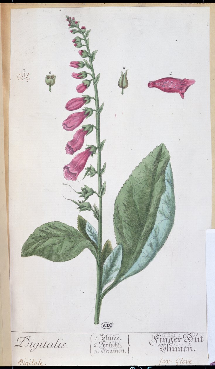 洋地黄（Digitalis purpurea），来自&39;Herbarium Blackwellianum&39;，1757年（笔墨水和纸张上的wc） 作者 伊丽莎白布莱克威尔