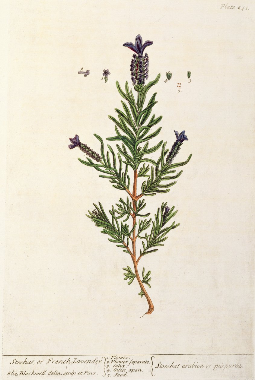 法国薰衣草，来自&39;A Curious Herbal&39;的241号板，1782年出版（彩色雕刻） 作者 伊丽莎白布莱克威尔