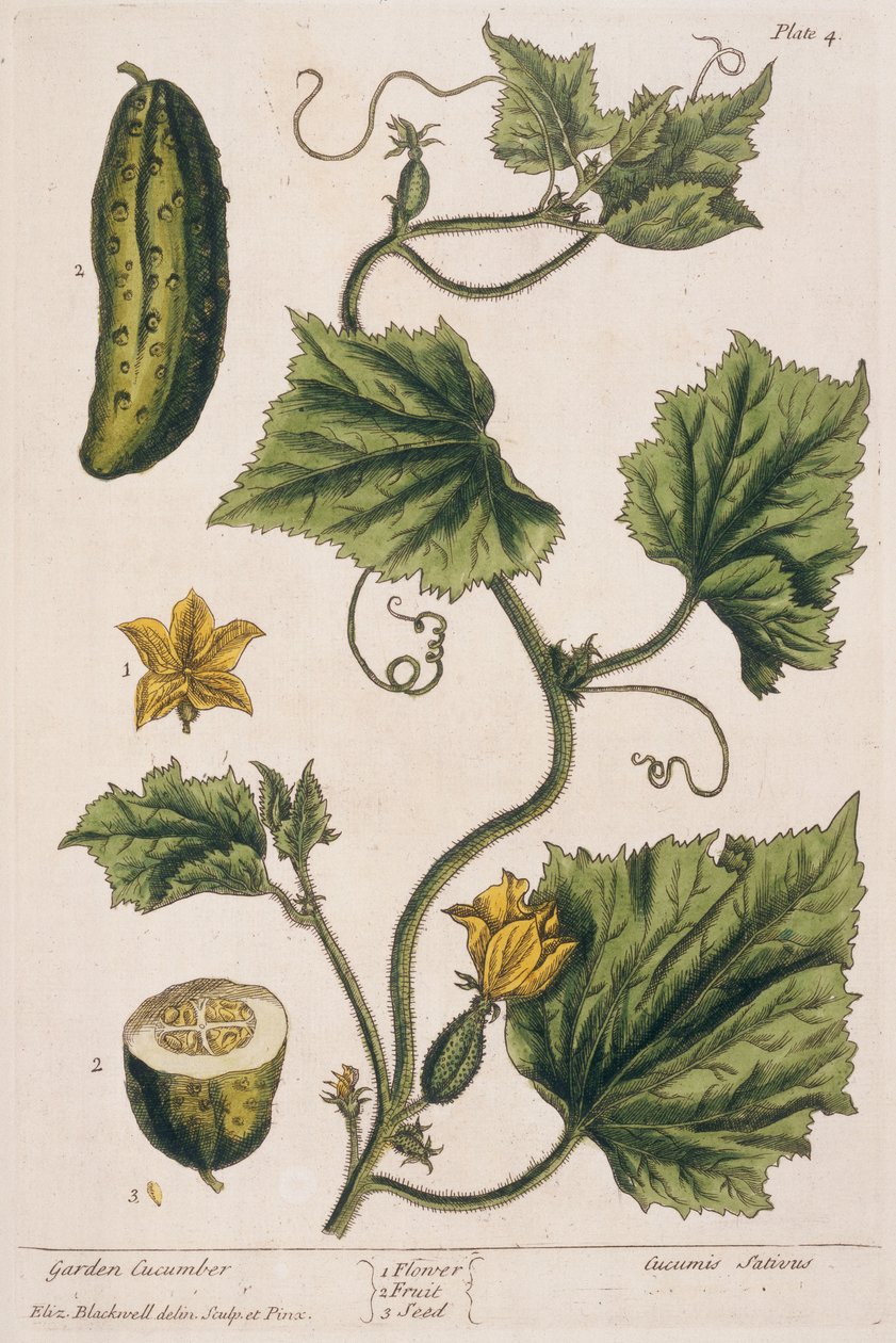 花园黄瓜，来自&39;A Curious Herbal&39;的4号板，1782年出版（彩色雕刻） 作者 伊丽莎白布莱克威尔