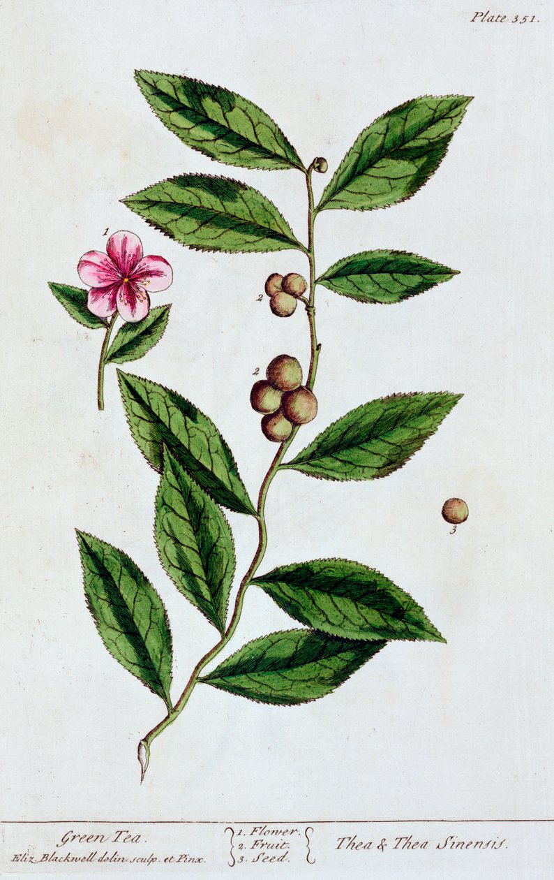 绿茶，1782年 作者 伊丽莎白布莱克威尔