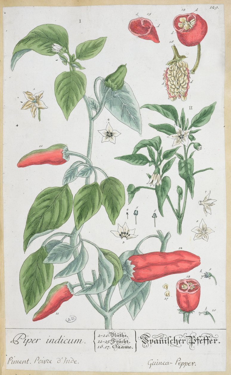 几内亚胡椒（Piper Indicum）板块来自德国版的“A Curious Herbal”，于1757年出版 作者 伊丽莎白布莱克威尔