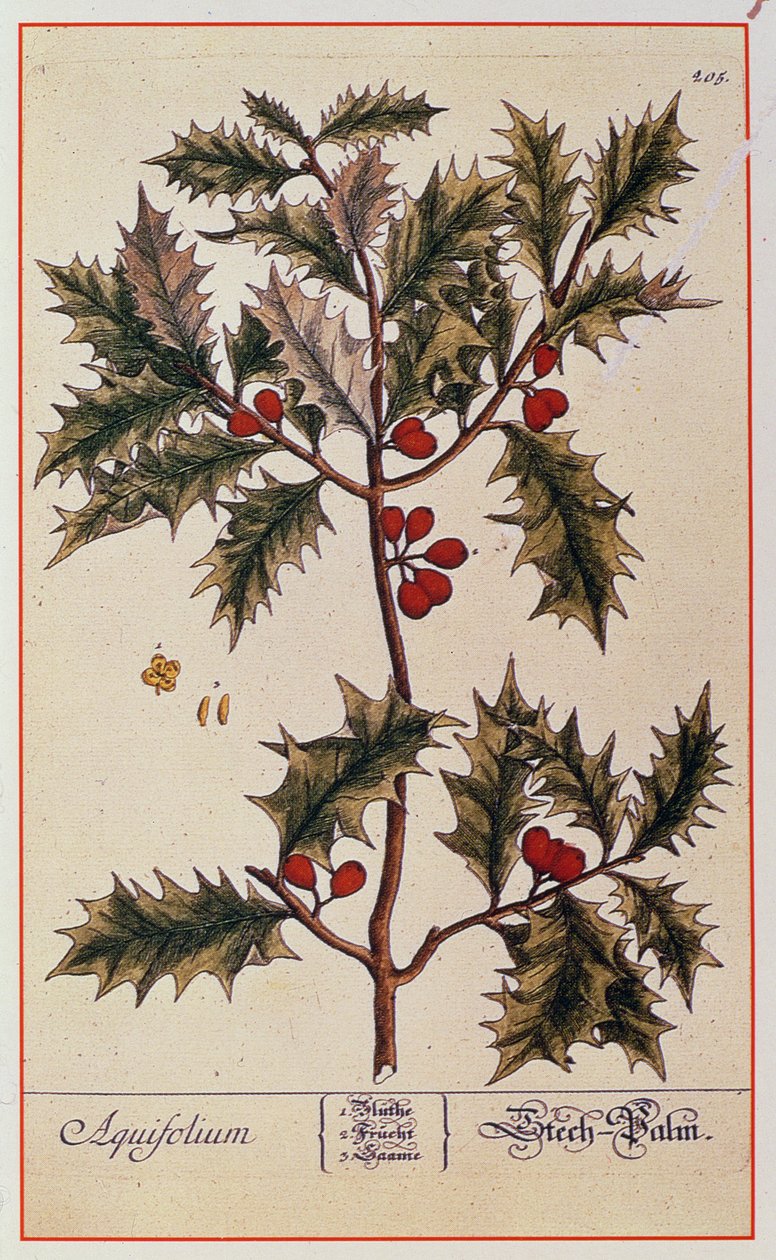 来自&39;A Curious Herbal&39;的霍莉，1782年 作者 伊丽莎白布莱克威尔