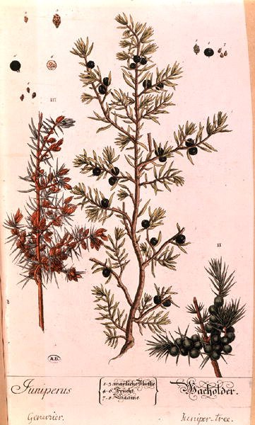 杜松（Juniperus）图版，来自1757年出版的德国版《好奇的草药》（彩色雕刻）。 作者 伊丽莎白布莱克威尔