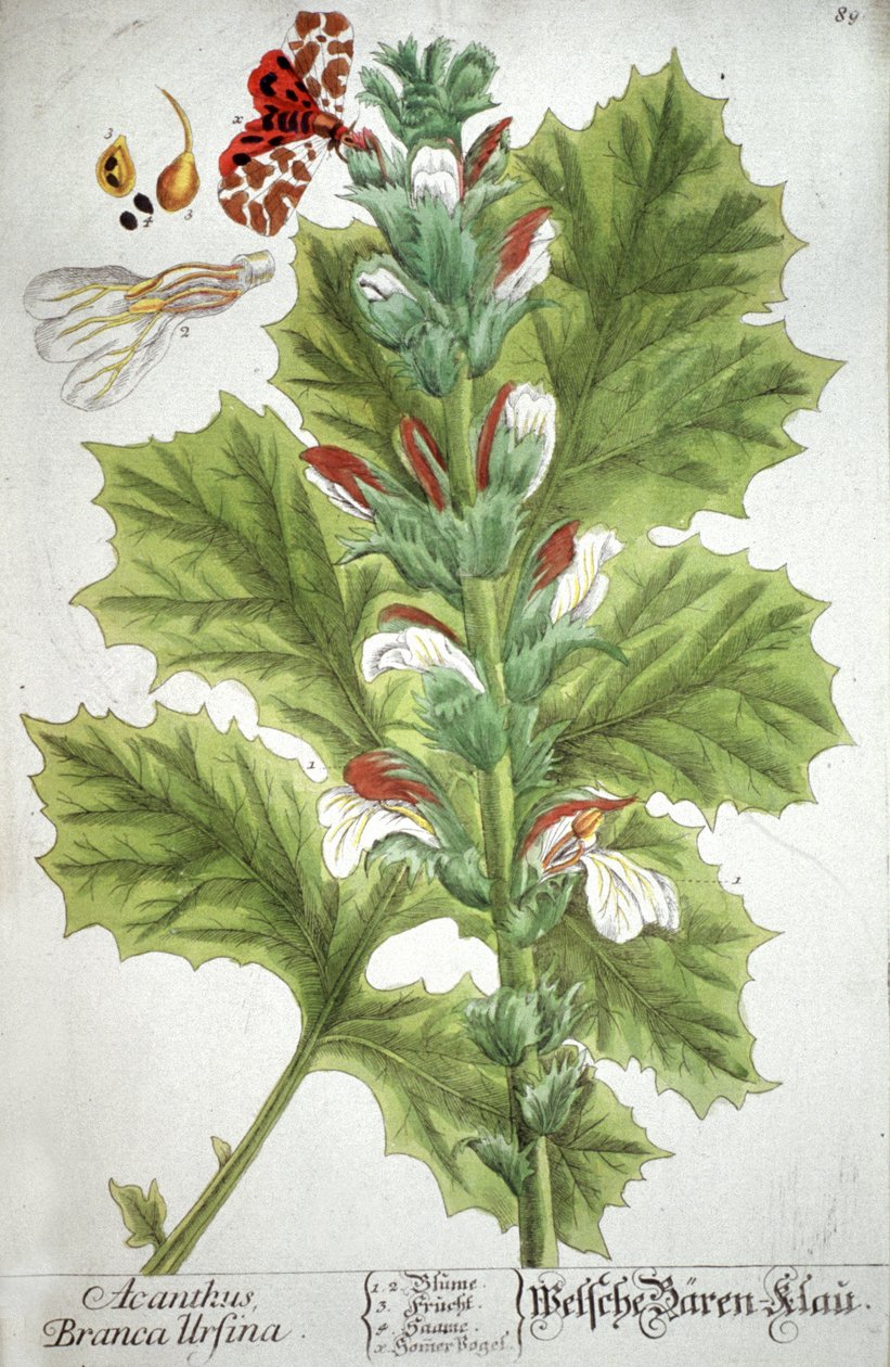 L&39;acanthe Acanthus，1737 作者 伊丽莎白布莱克威尔