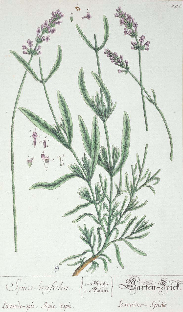 薰衣草穗，由艺术家1757年的&39;Herbarium Blackwellianum&39;制版（笔墨和纸上的纸） 作者 伊丽莎白布莱克威尔