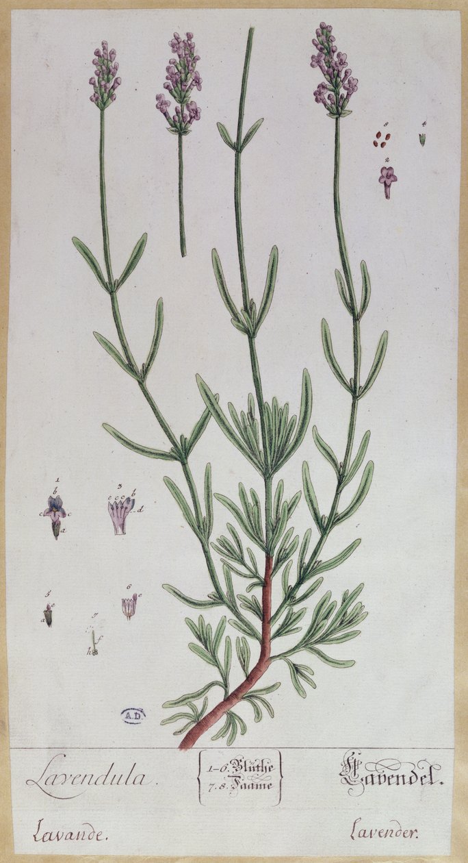 薰衣草，1757年由艺术家“植物标本馆Blackwellianum”制作的板材（笔墨水和纸张上的wc） 作者 伊丽莎白布莱克威尔