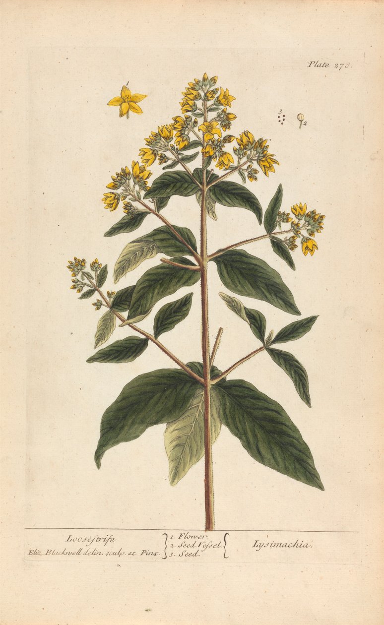 珍珠菜（Loosestrife），《好奇的草药》第 278 版，第二卷，伦敦，1737 年 作者 伊丽莎白布莱克威尔