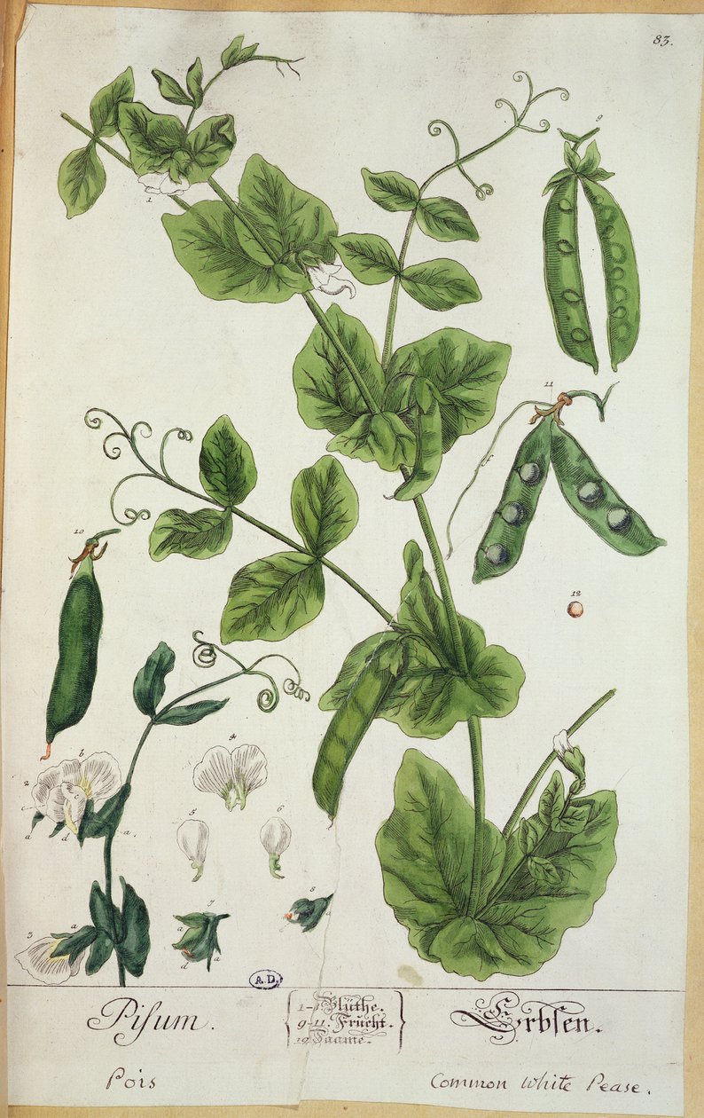 豌豆，1757年由艺术家“植物标本室Blackwellianum”制作的板材（笔墨水和纸张上的wc） 作者 伊丽莎白布莱克威尔