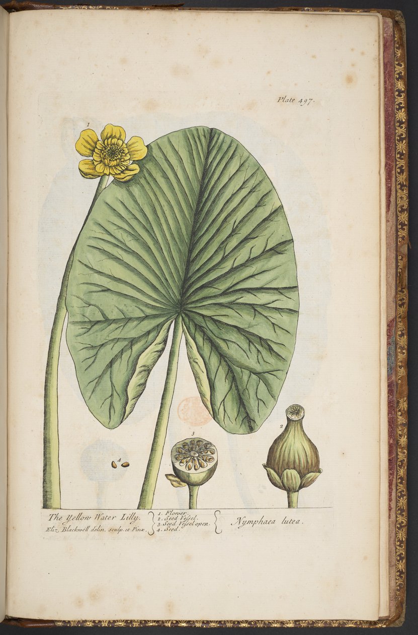 图版 496，选自《奇异的草药 作者 伊丽莎白布莱克威尔