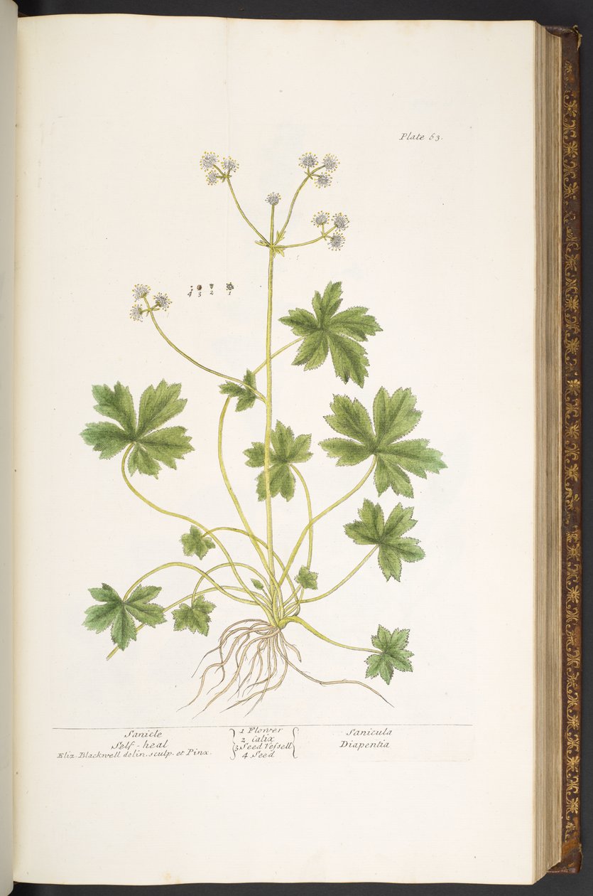 图版 63，Sanicle Self-Heal，选自《奇异的草药 作者 伊丽莎白布莱克威尔