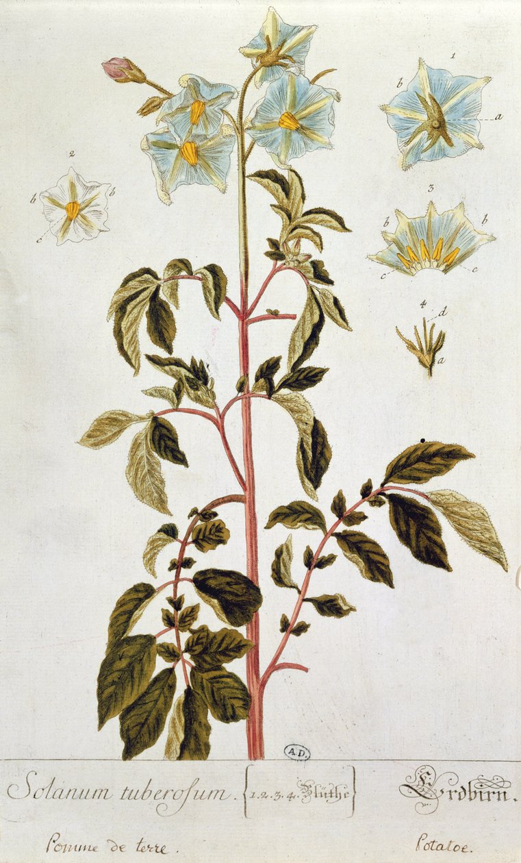 马铃薯花，来自&39;Herbarium Blackwellianum&39;的盘子，于1757年在德国纽伦堡出版（彩色版画） 作者 伊丽莎白布莱克威尔