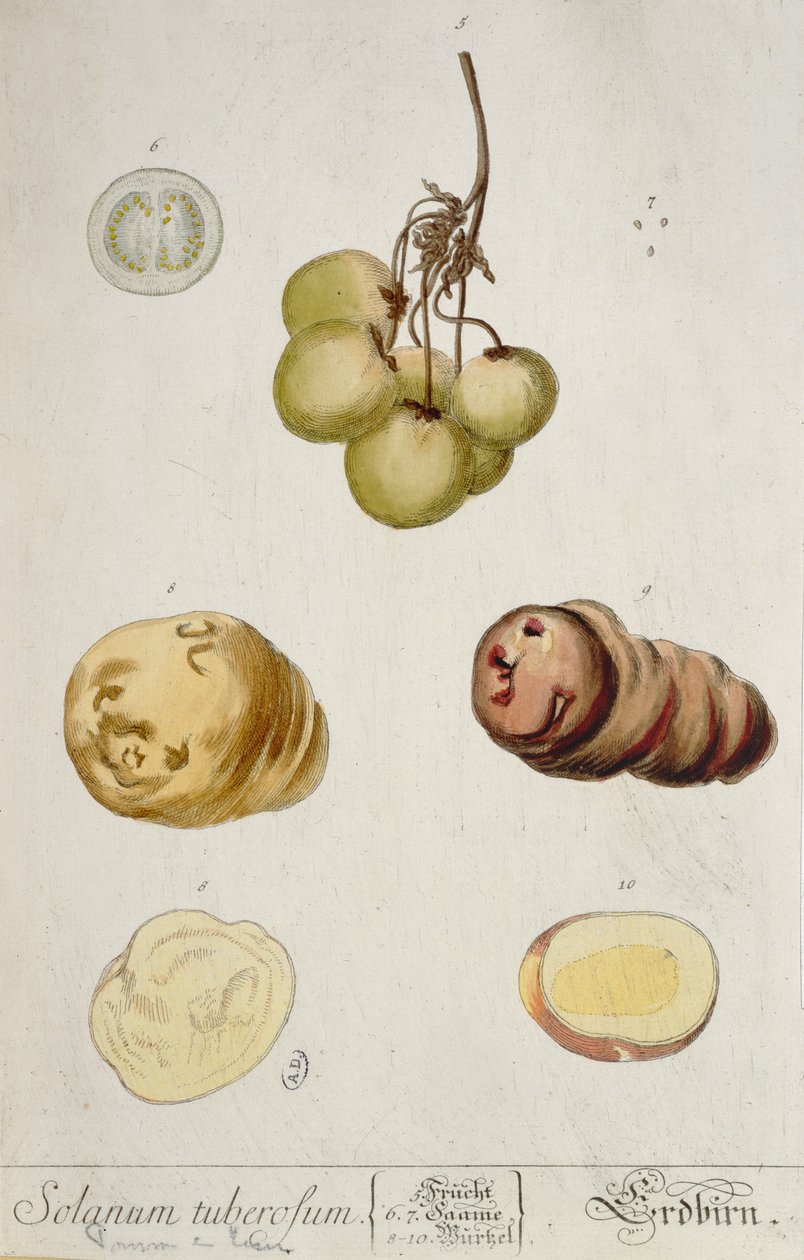 马铃薯块茎，来自&39;Herbarium Blackwellianum&39;的盘子在纽伦堡1757年出版（彩色版画） 作者 伊丽莎白布莱克威尔