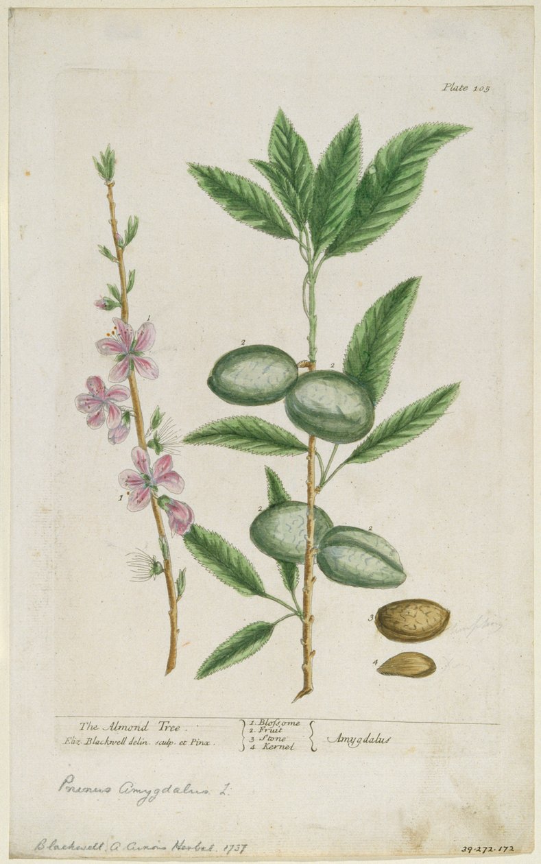 Prunus amygdalis dulcis.甜杏仁，1737年。 作者 伊丽莎白布莱克威尔