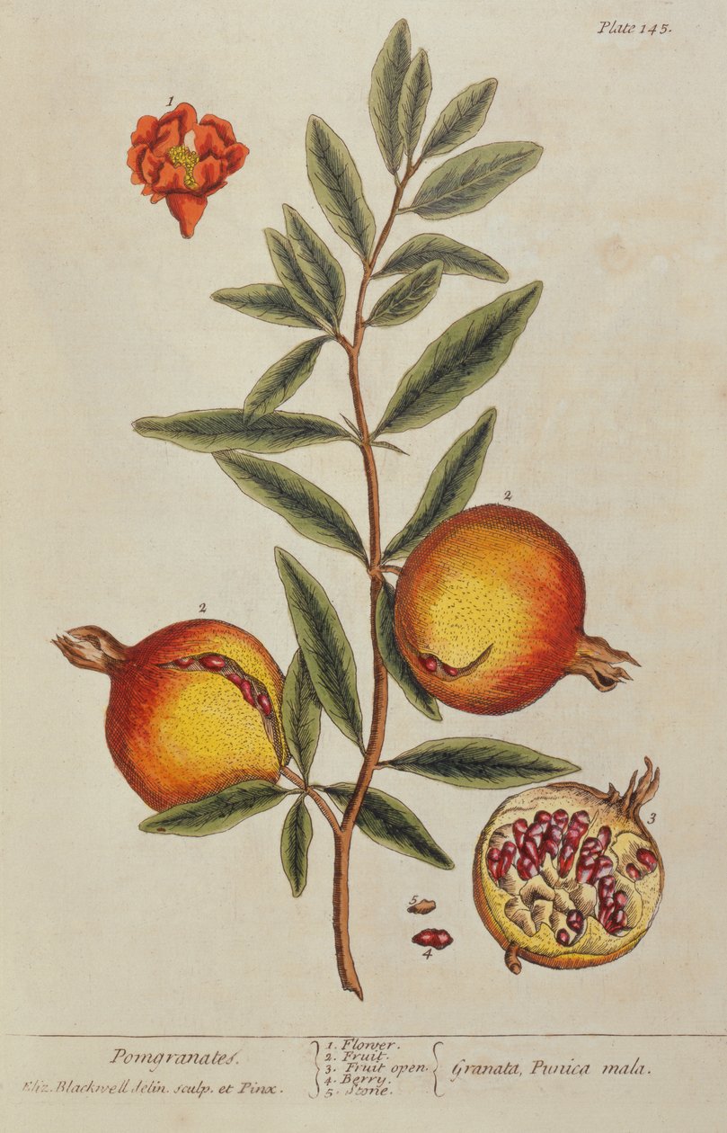 石榴（Punica granatum），来自A Curious Herbal，1782 作者 伊丽莎白布莱克威尔