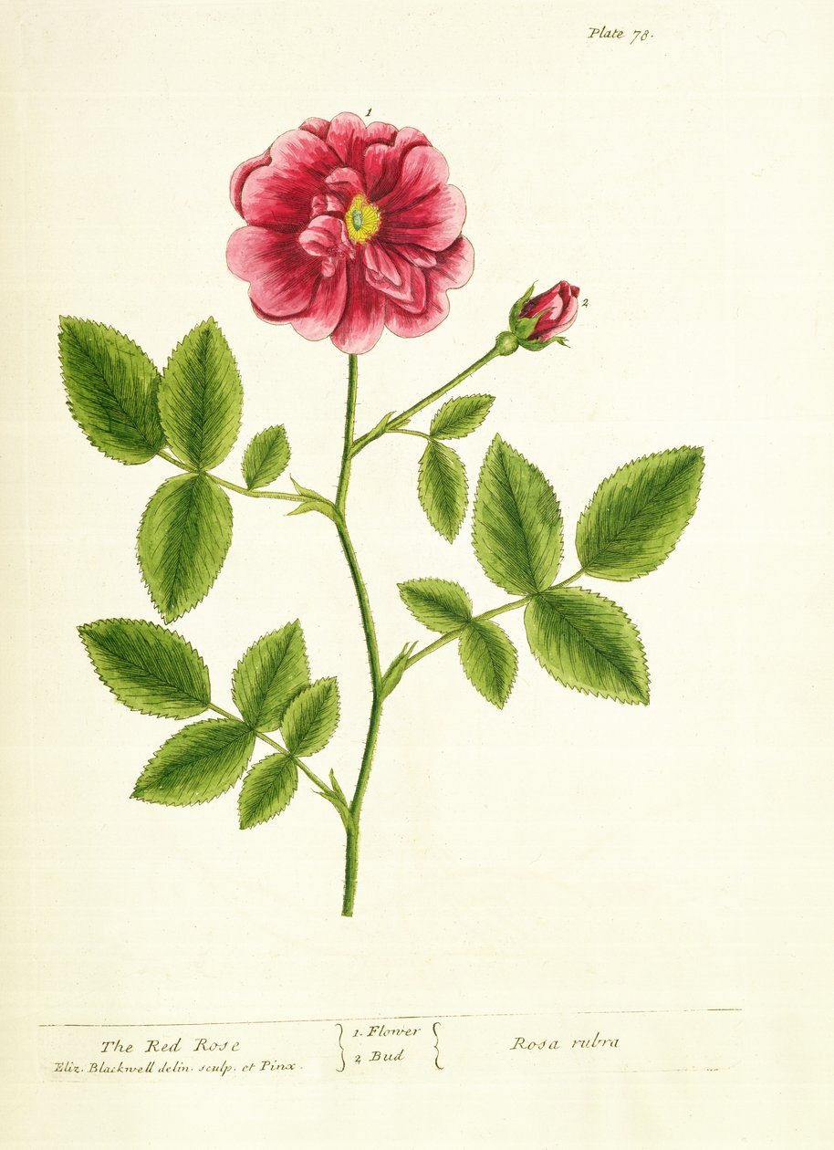 Rose：Gallica，来自&39;A Curious Herbal&39;，1737 作者 伊丽莎白布莱克威尔
