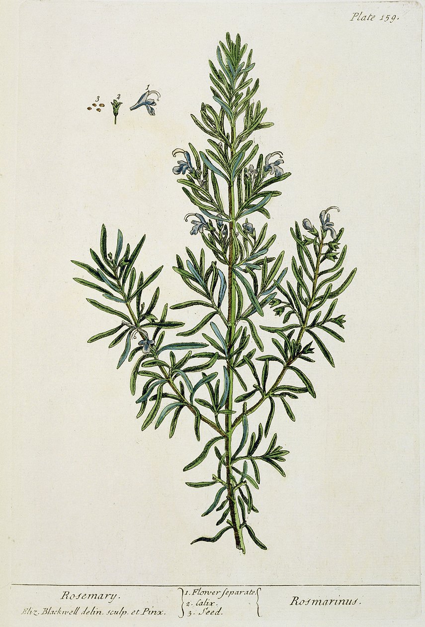Rosmarinus Officinalis，来自&39;A Curious Herbal&39;，1782年（彩色雕刻） 作者 伊丽莎白布莱克威尔