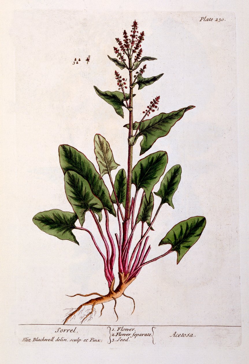 栗色，来自&39;A Curious Herbal&39;的230号板，于1782年出版（彩色雕刻） 作者 伊丽莎白布莱克威尔