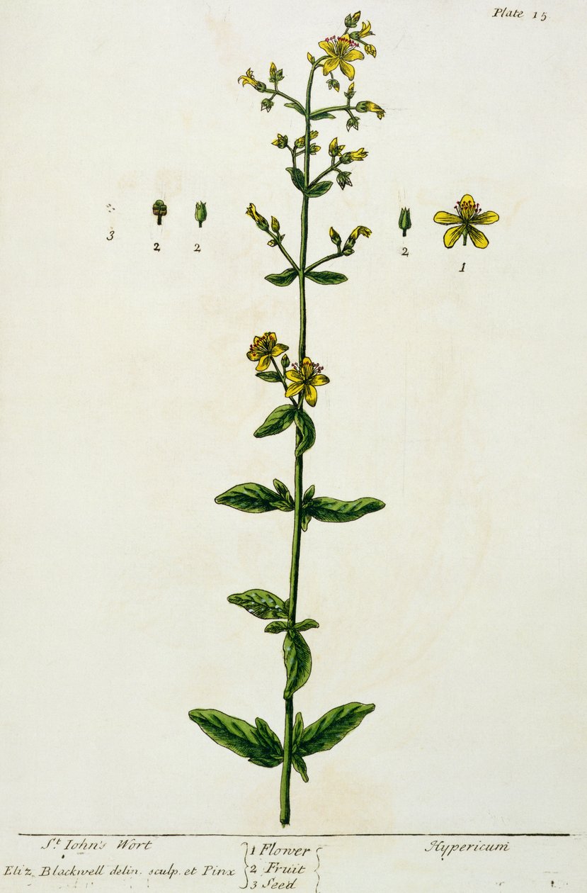 St. John&39;s Wort，来自&39;A Curious Herbal&39;的第15块，于1782年出版（彩色版画） 作者 伊丽莎白布莱克威尔