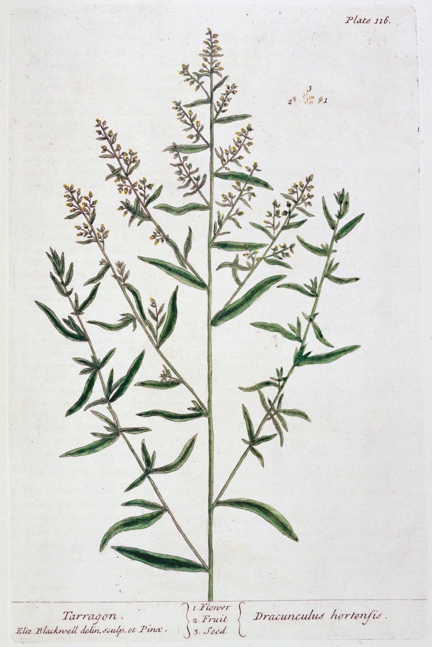 龙蒿，1782年 作者 伊丽莎白布莱克威尔