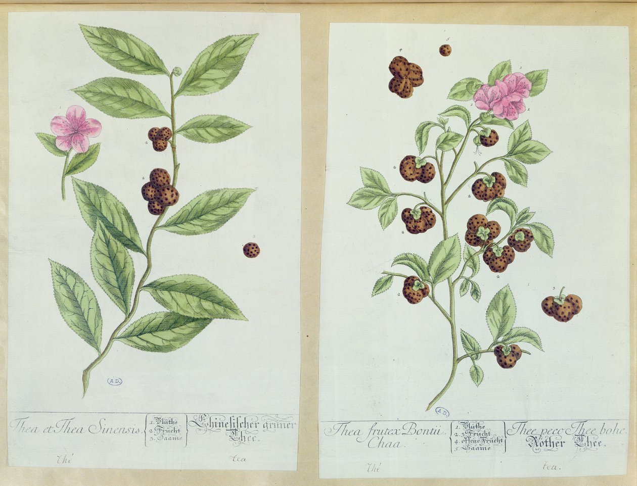 来自&39;Herbarium Blackwellianum&39;的茶和中国茶，1757年在德国纽伦堡出版（彩色版画） 作者 伊丽莎白布莱克威尔