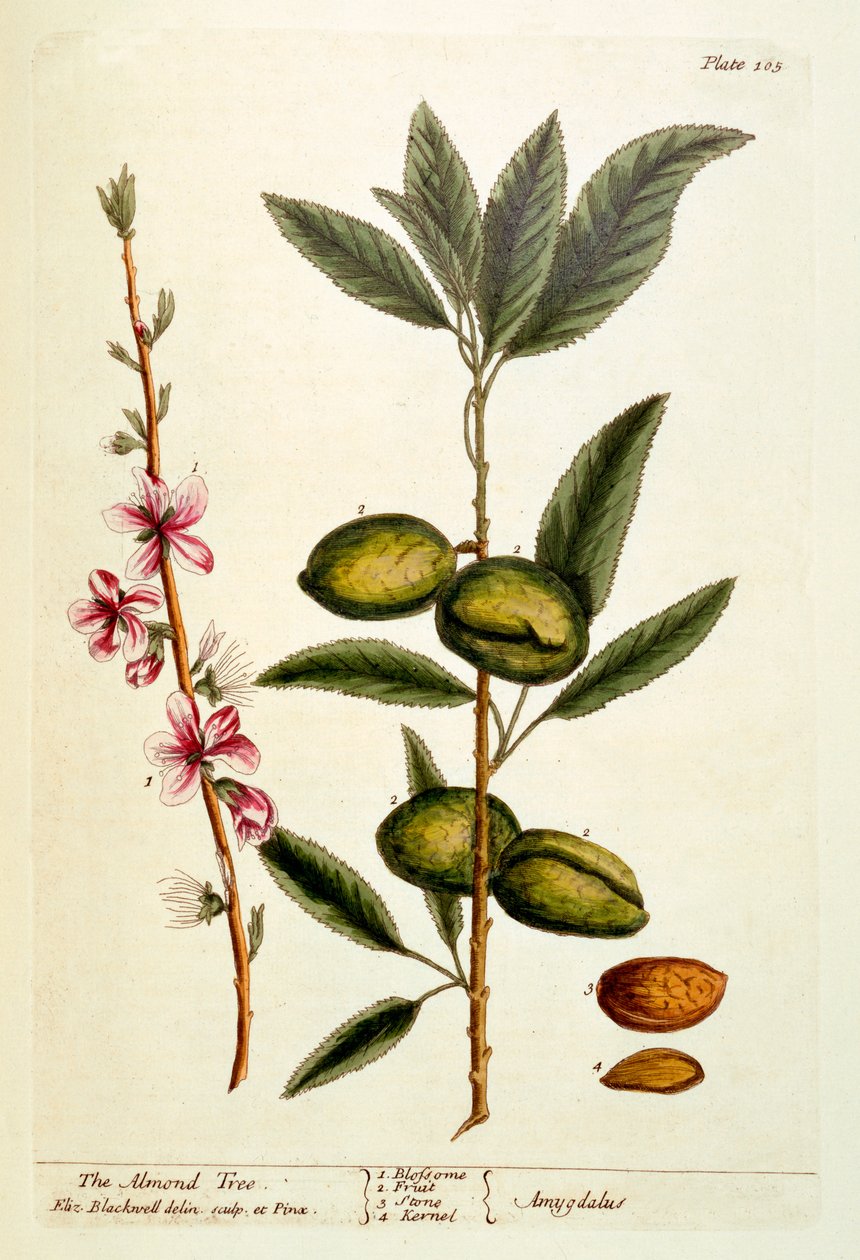 杏仁树，来自&39;A Curious Herbal&39;的105号板，1782年出版（彩色雕刻） 作者 伊丽莎白布莱克威尔
