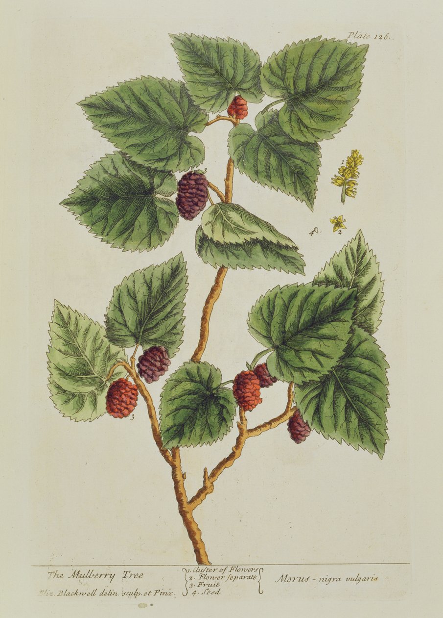 桑树，来自&39;A Curious Herbal&39;的板126，出版于1782年（彩色雕刻） 作者 伊丽莎白布莱克威尔