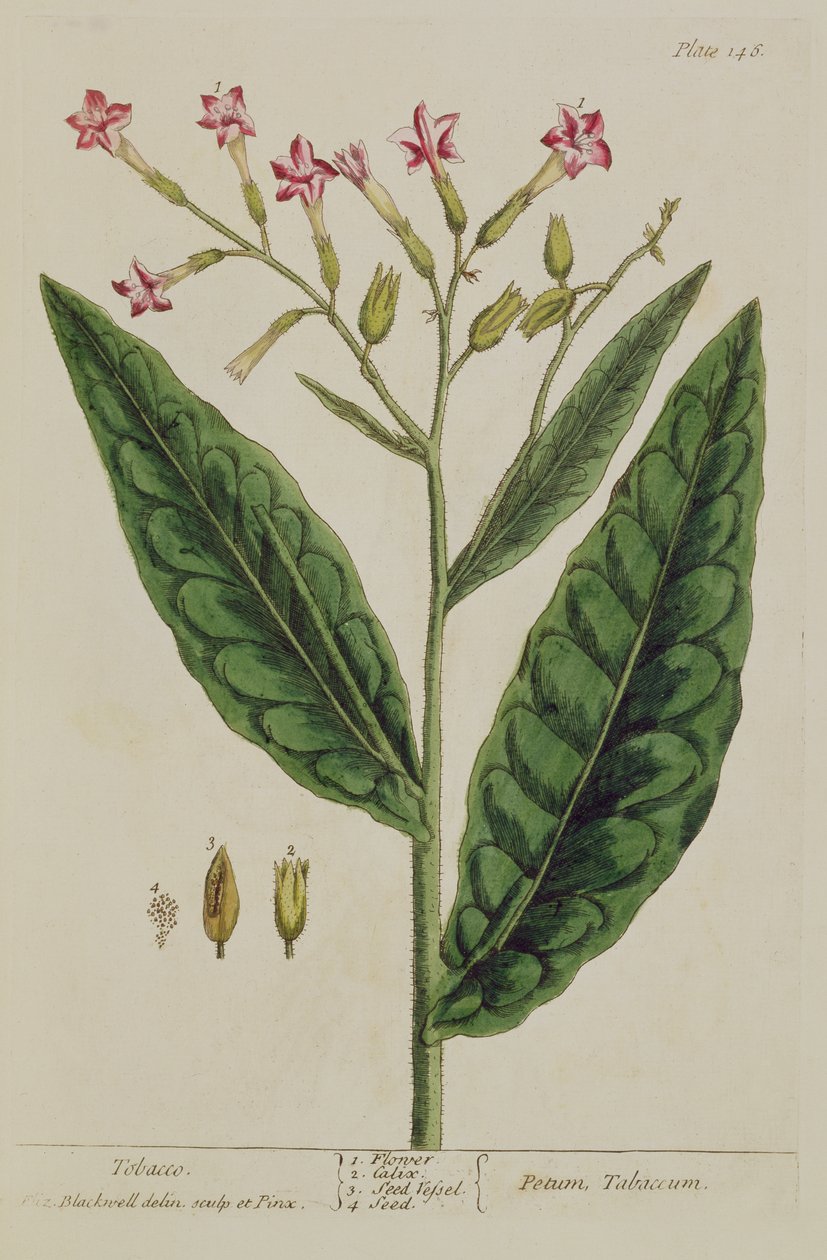烟草，来自&39;A Curious Herbal&39;的146号板，1782年出版（彩色雕刻） 作者 伊丽莎白布莱克威尔
