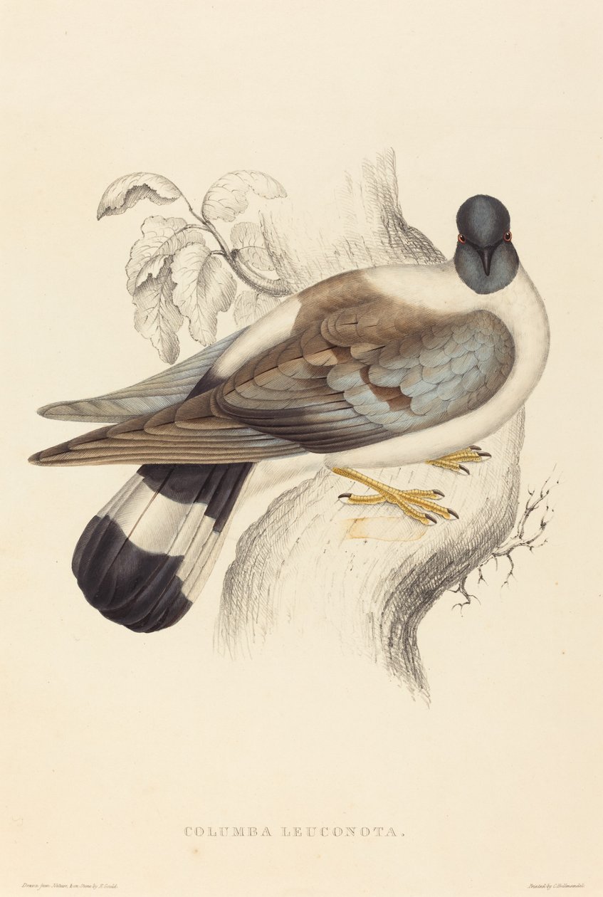 雪鸽（Columba Leuconota）。 作者 伊丽莎白·古尔德