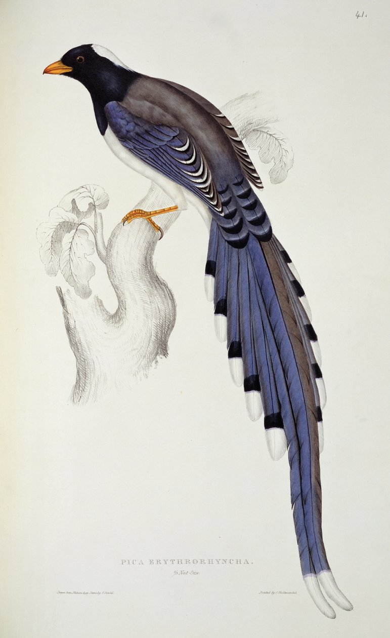 Pica Erythrorhyncha，来自“喜马拉雅山脉的鸟类世纪”，1830-32，John Gould（1804-81） 作者 伊丽莎白·古尔德